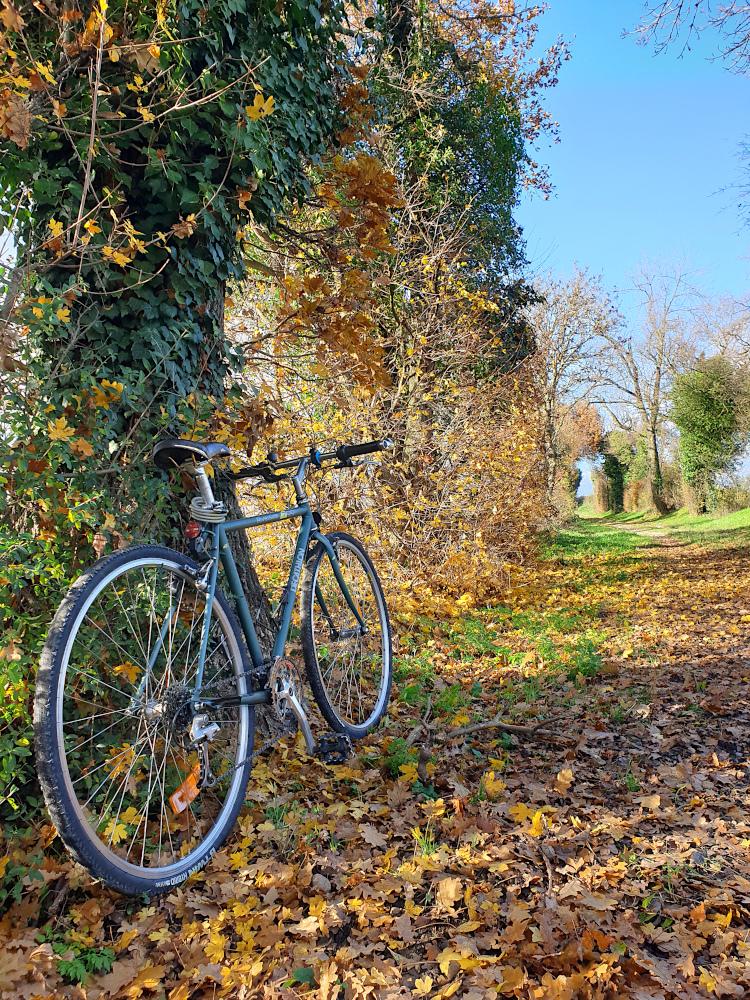 Au premier plan, un vélo de type VTC est posé contre un arbre couvert de lierre, le bord d'un chemin recouvert de feuilles, avec des arbres de part et d'autre. Le ciel est bleu et dégagé.